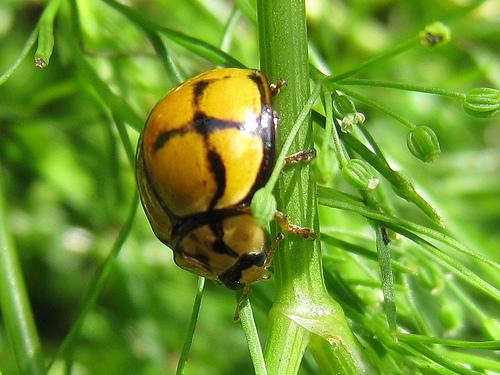 Netty Ladybird - Ladybirds species | CHIAMAIAS JISHEBI | ჭიამაიას ჯიშები